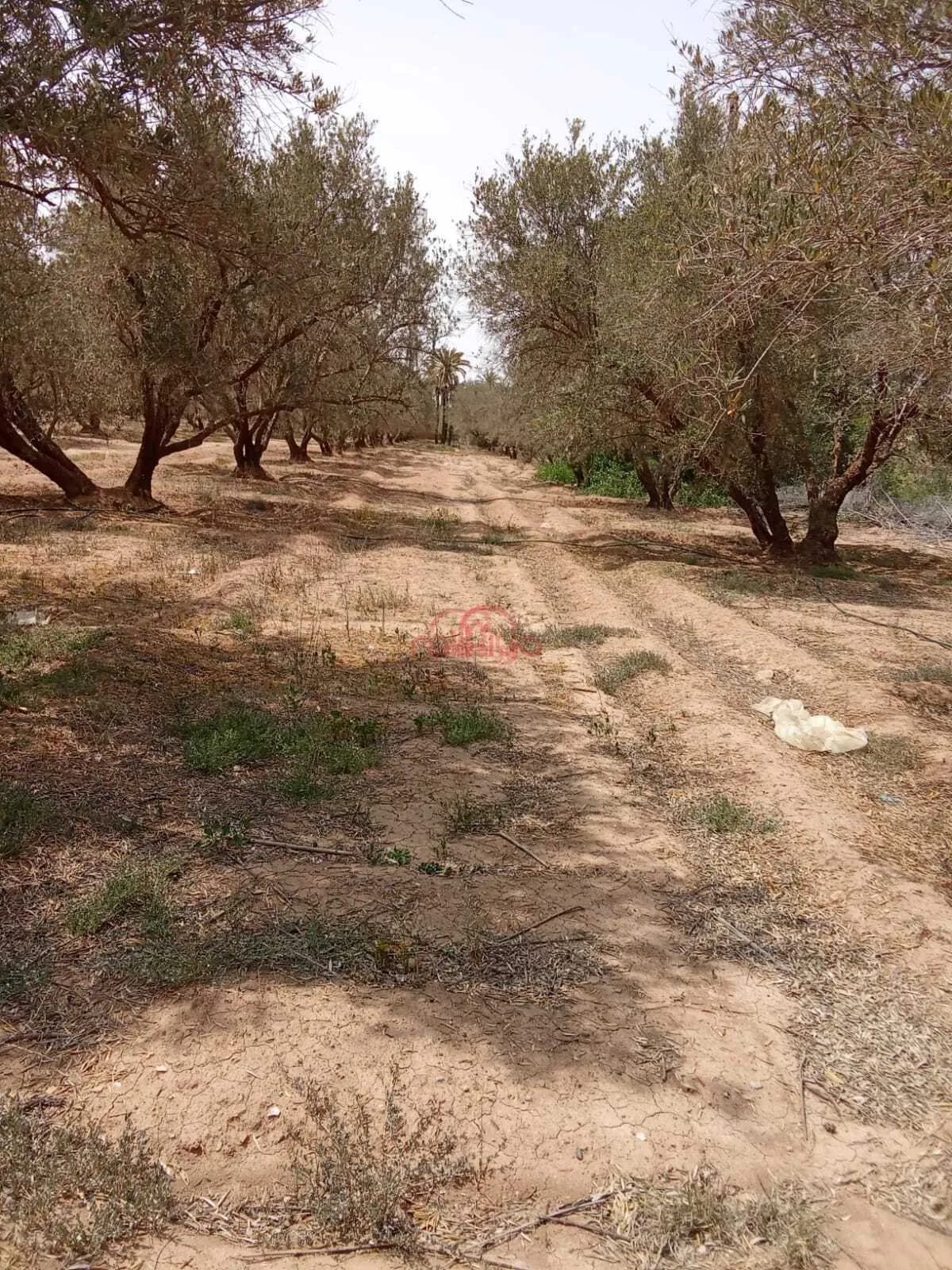Vente Terrain nu à Marrakech - مراكش