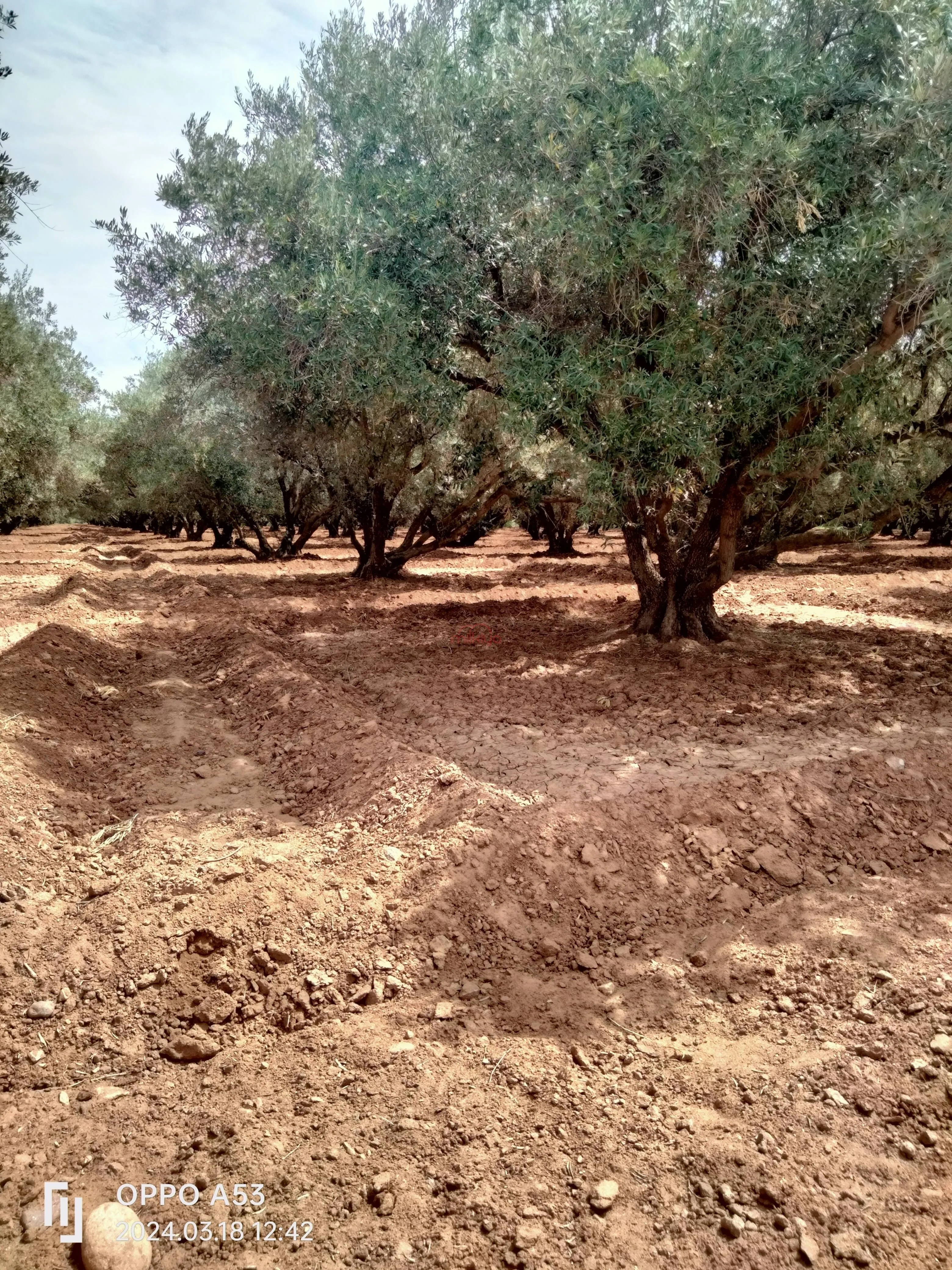 Vente Terrain agricole à Marrakech - مراكش (2)
