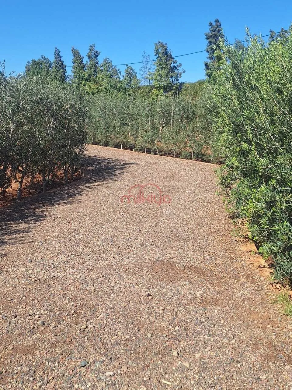 Vente Ferme à Marrakech - مراكش (4)