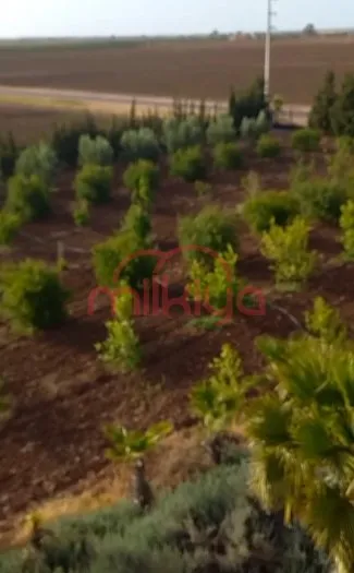 Vente Ferme à Settat - سطات (2)