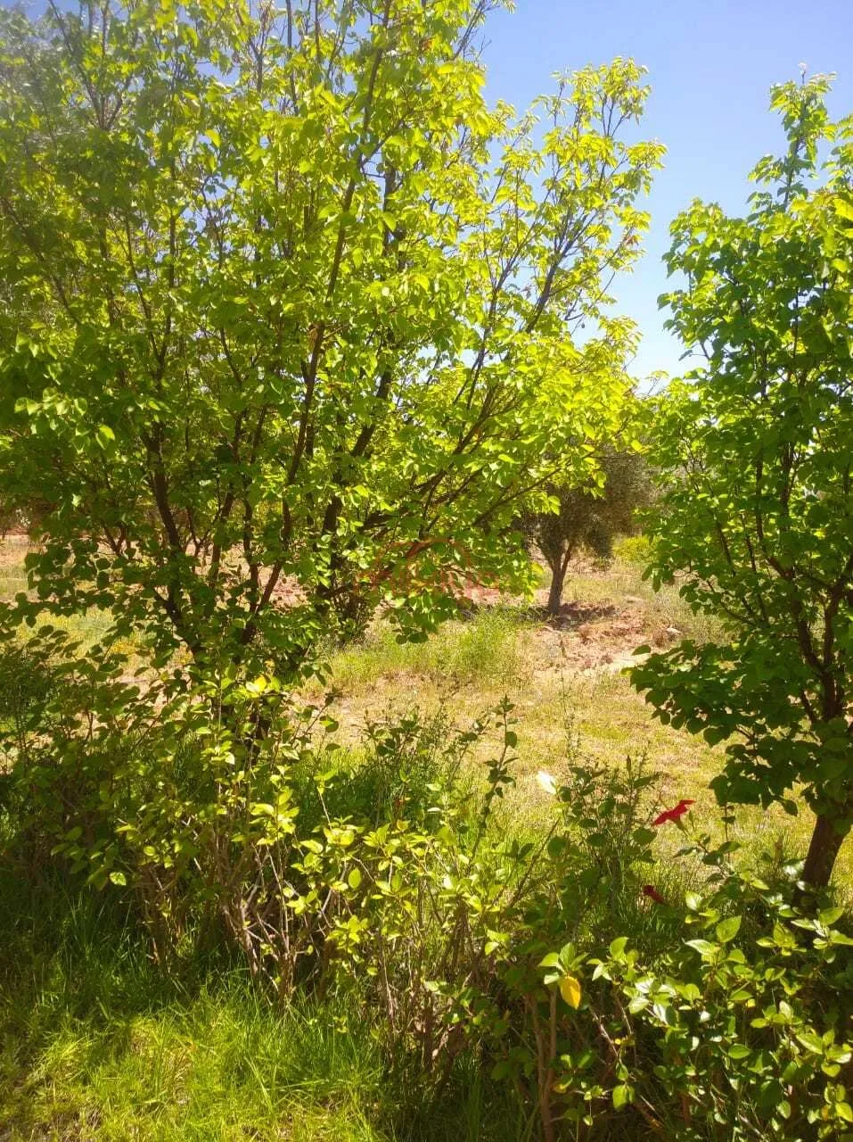 Vente Ferme à Marrakech - مراكش (2)