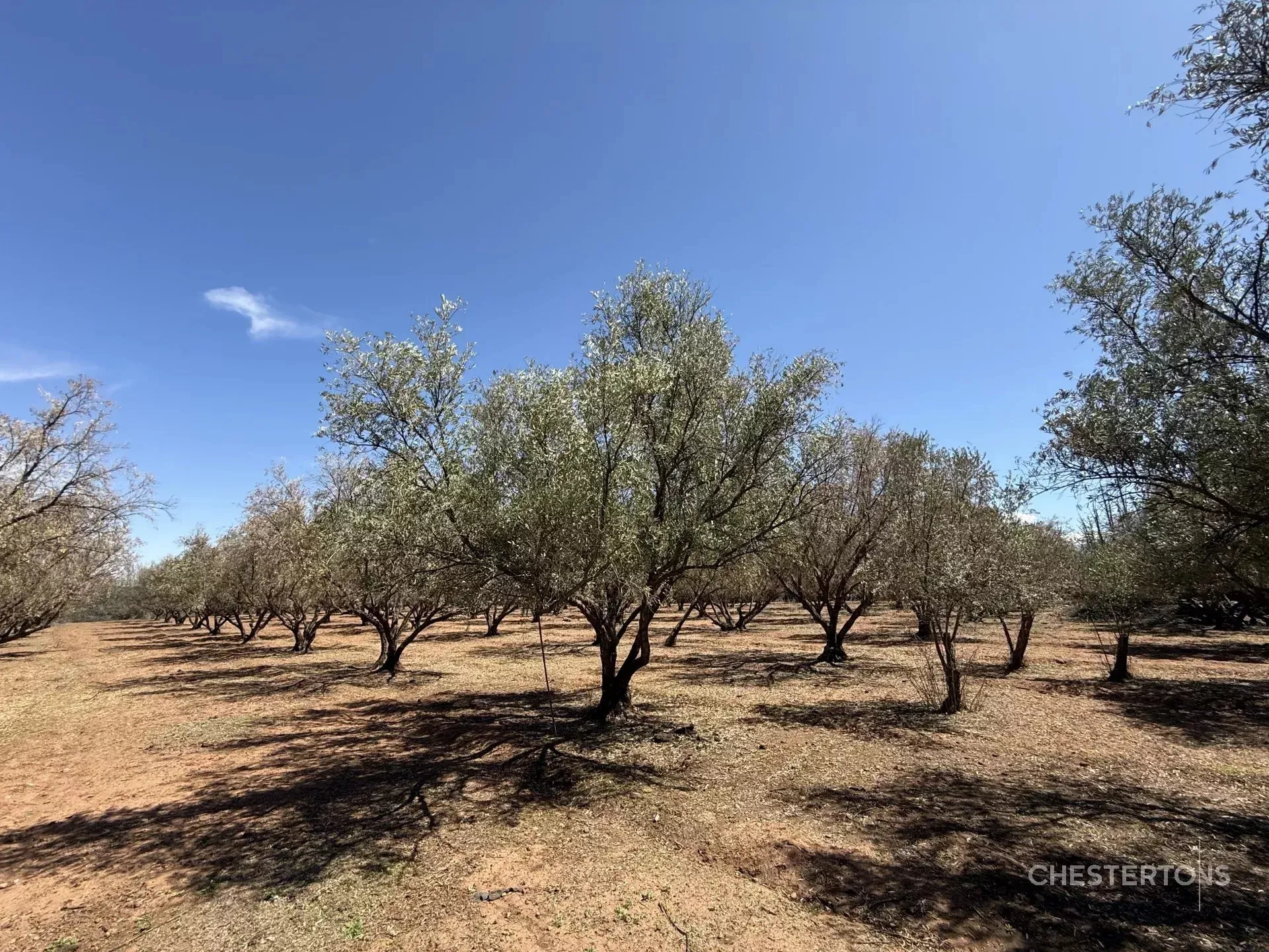 Domaine Olivier d'Exception à Marrakech, Route de l'Ourika - مراكش