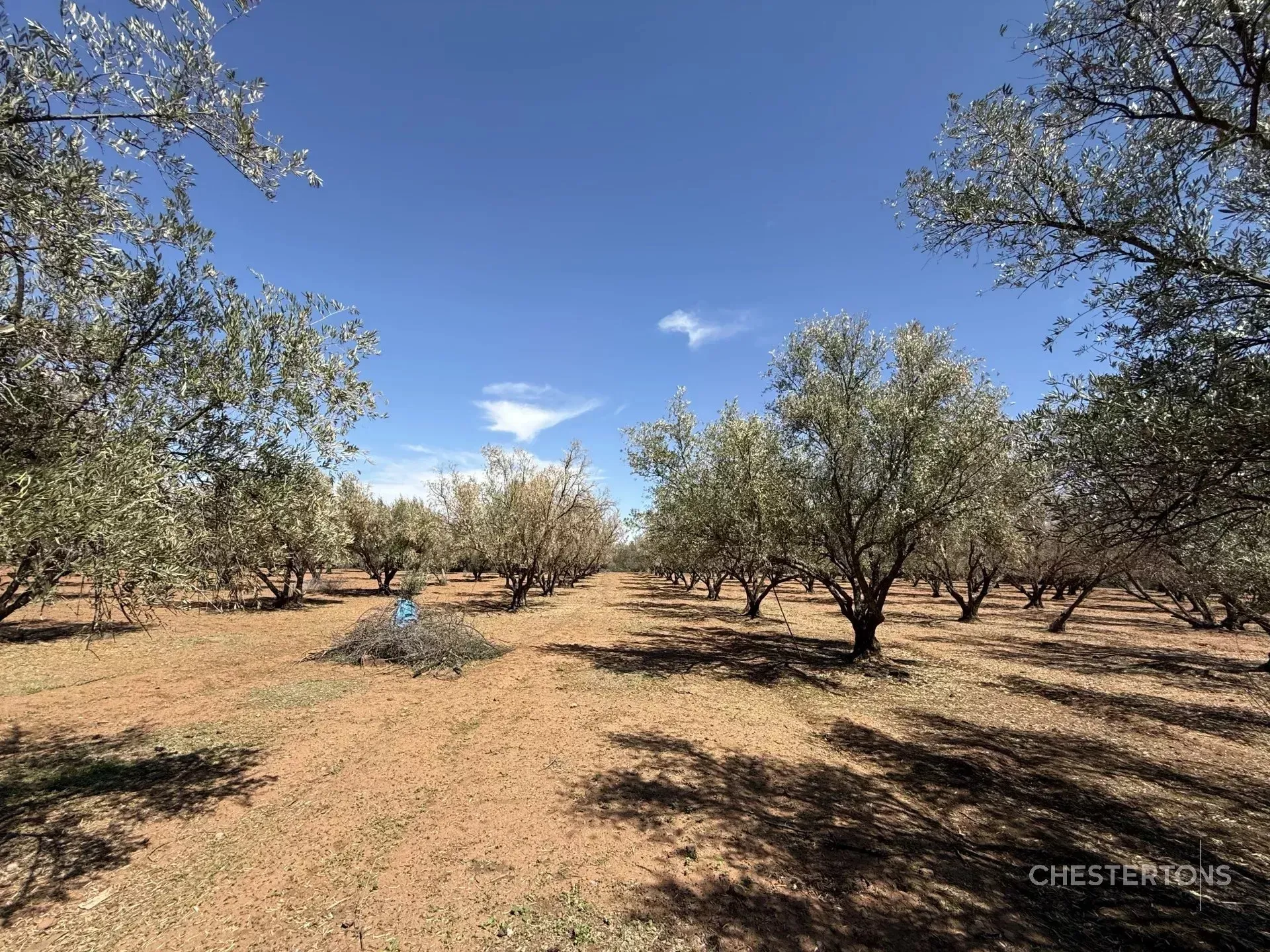 Domaine Olivier d'Exception à Marrakech, Route de l'Ourika - مراكش (4)