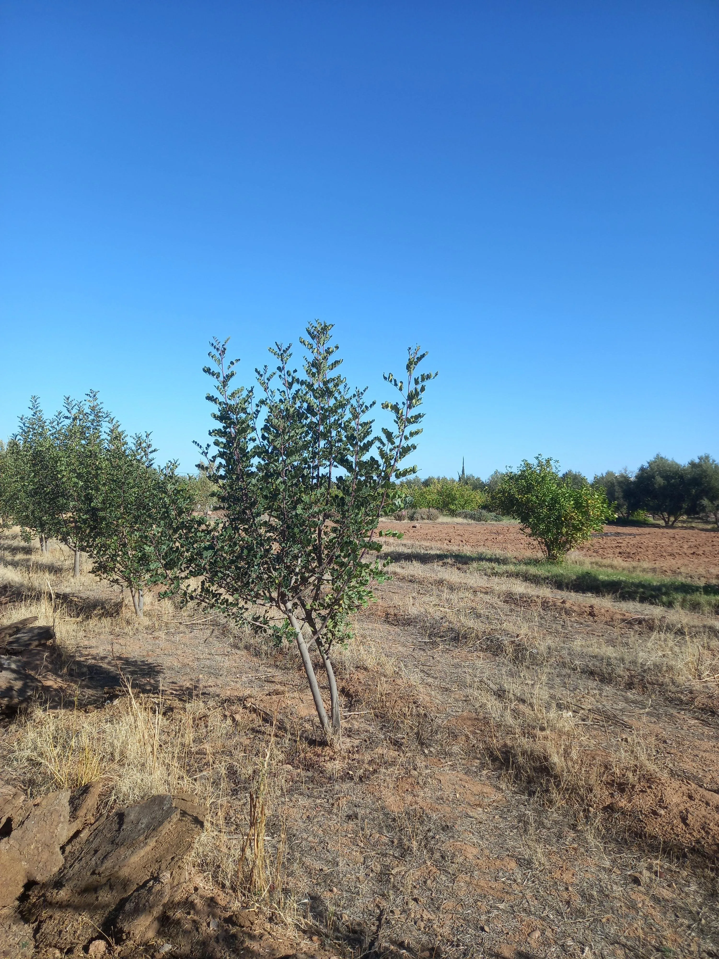 Lot de villa Rte Ourika de 1452 m² Melkia - مراكش (4)