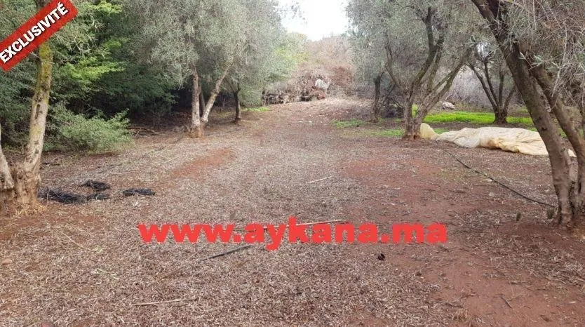 Vente Ferme Tiflet - tifelt (4)