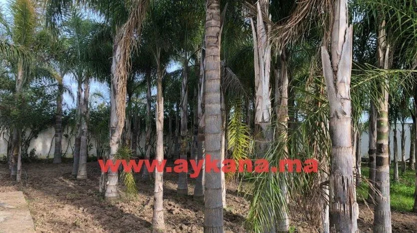 Vente Ferme Skhirat REF 3560 - الصخيرات (3)