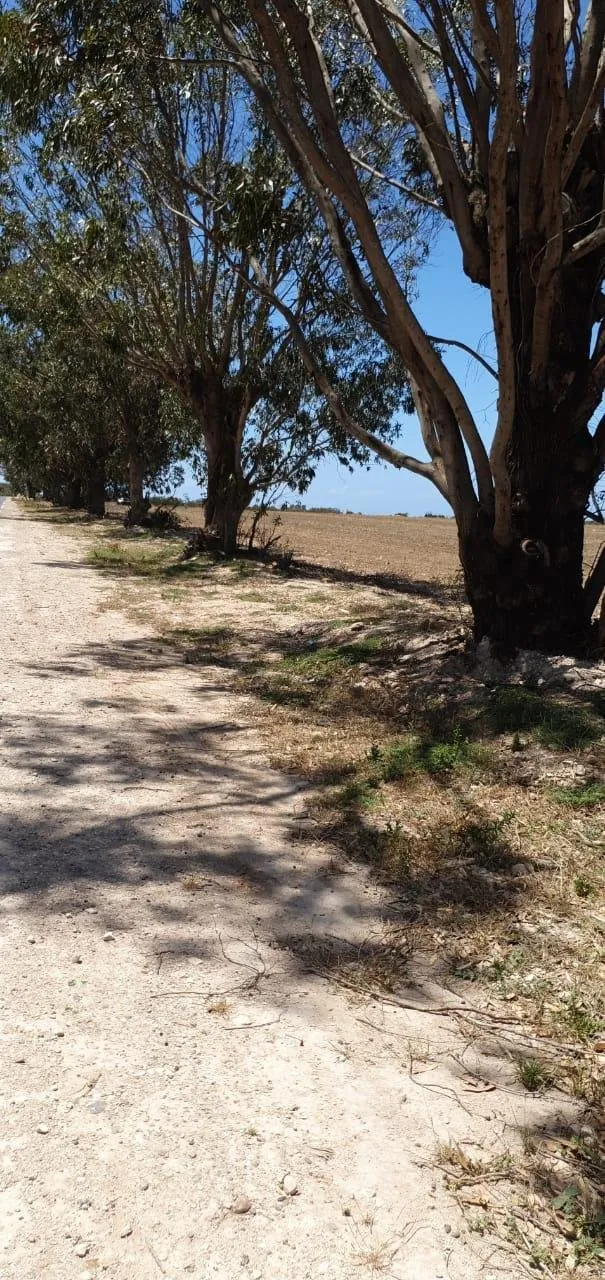 Terrain agricole sur la route principale - bir-jdid (2)