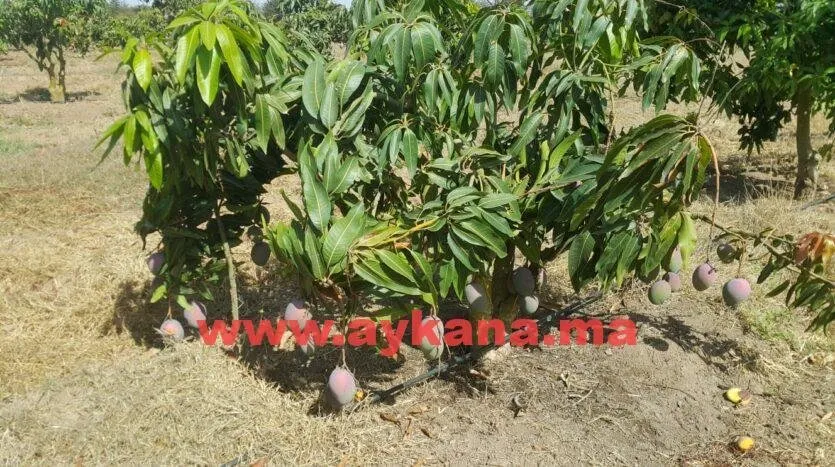 Vente Ferme Skhirat REF 3238 - الصخيرات (4)