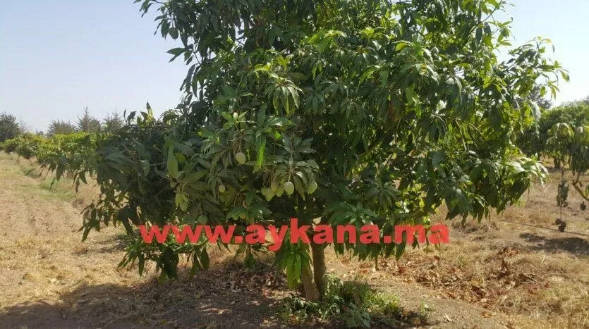 Vente Ferme Skhirat REF 3238 - الصخيرات (3)