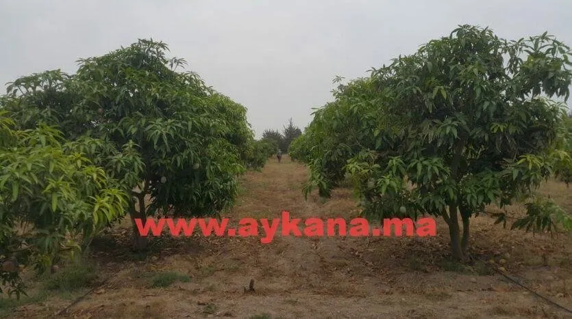 Vente Ferme Skhirat REF 3238 - الصخيرات