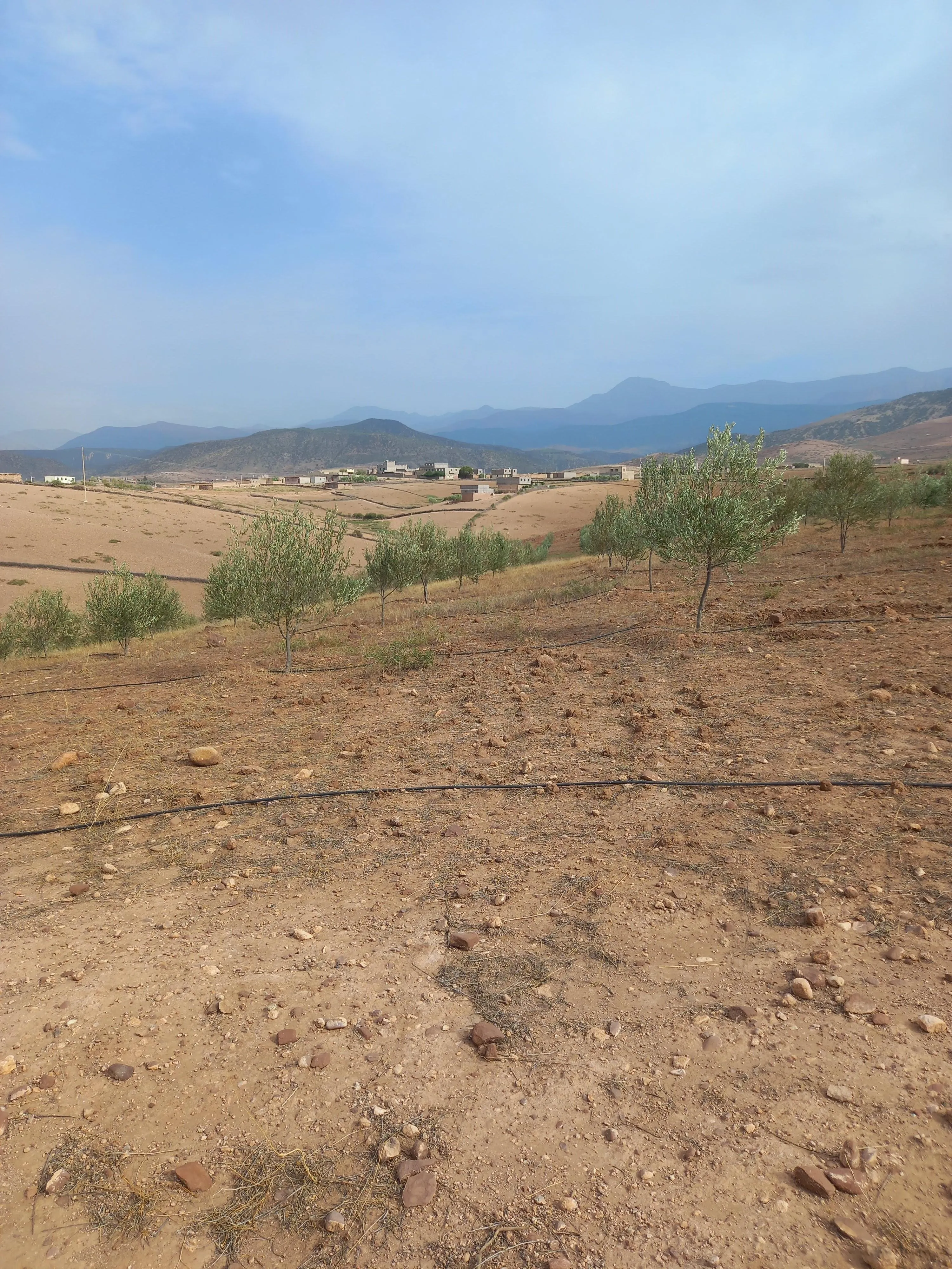 Ferme titrée de 2 hectares entre Ourika et Tahnaout - مراكش (3)
