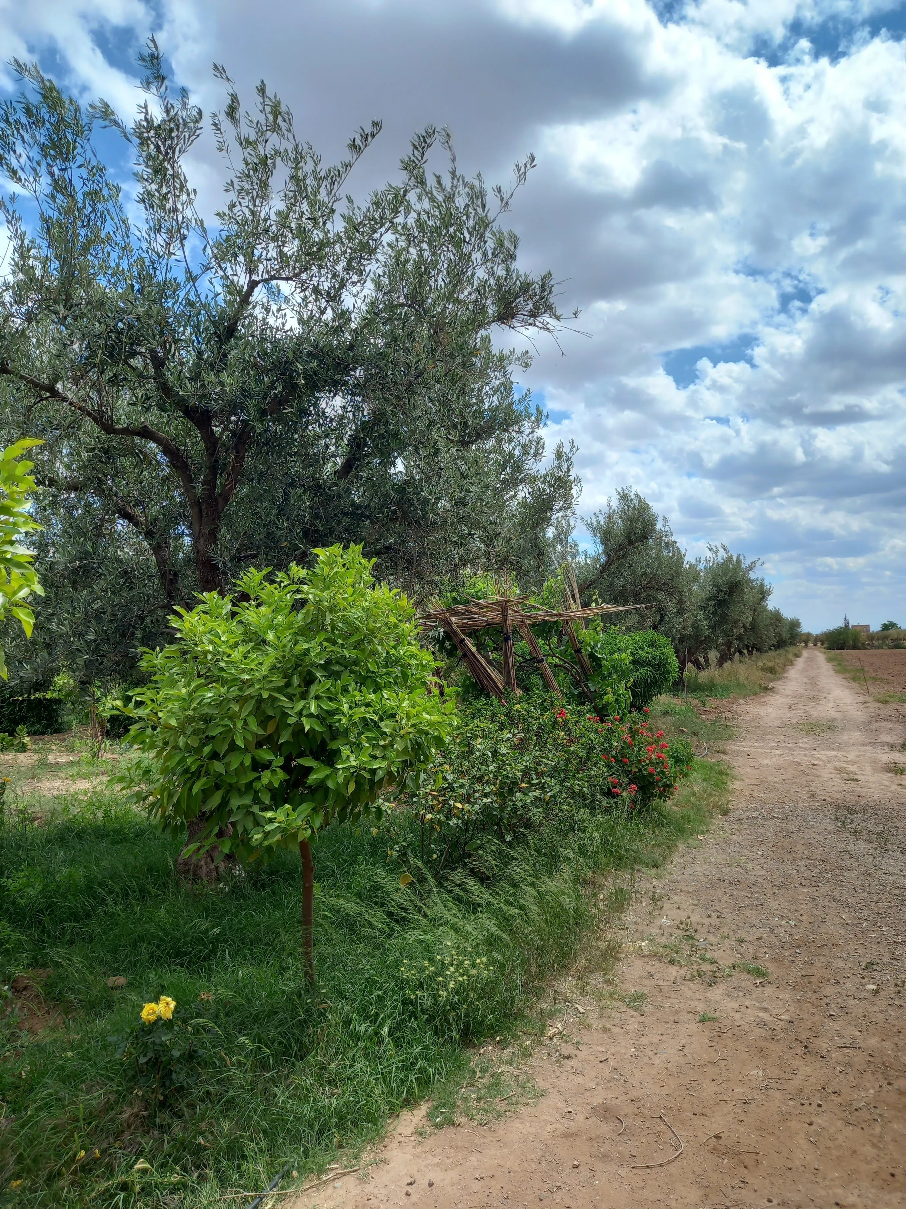 Ferme de 2.5 hectares sur la roue de Fès - مراكش (2)