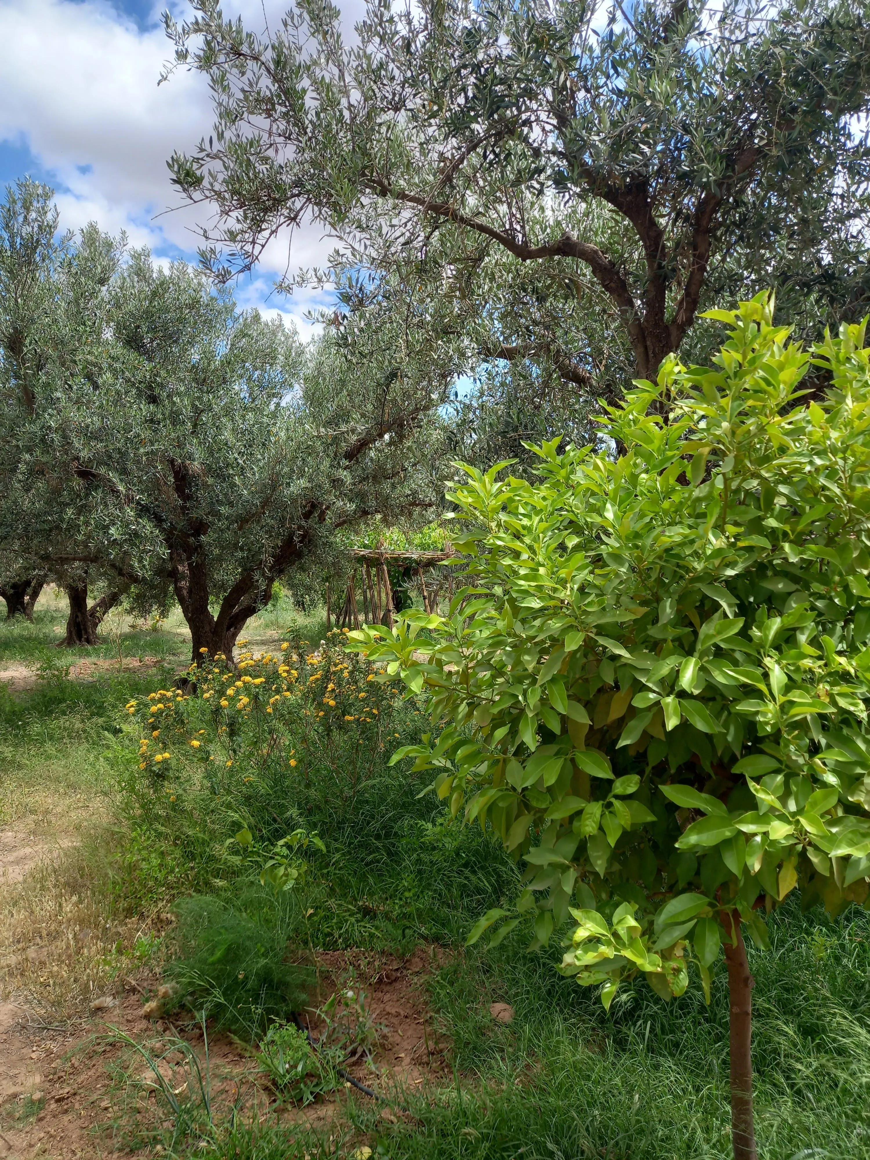 Ferme de 2.5 hectares sur la roue de Fès - مراكش (3)