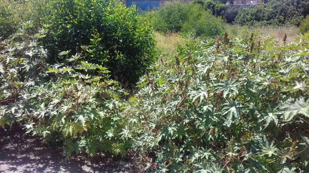 Beau terrain en vente de 1050 m2 à Ain Sebaa - الدار البيضاء (2)