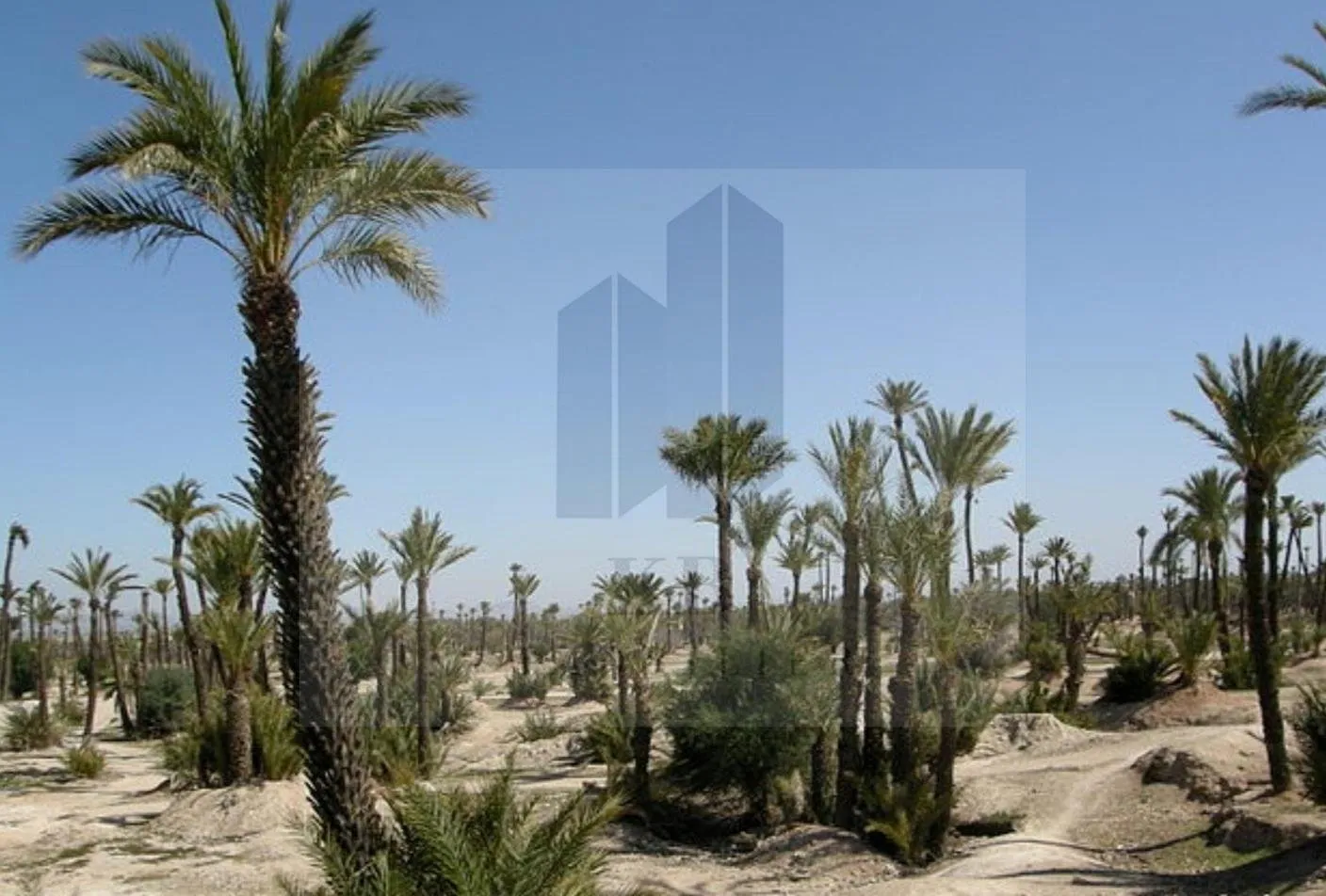 Opportunité rare dans la Palmeraie de Marrakech : 1 ha - مراكش