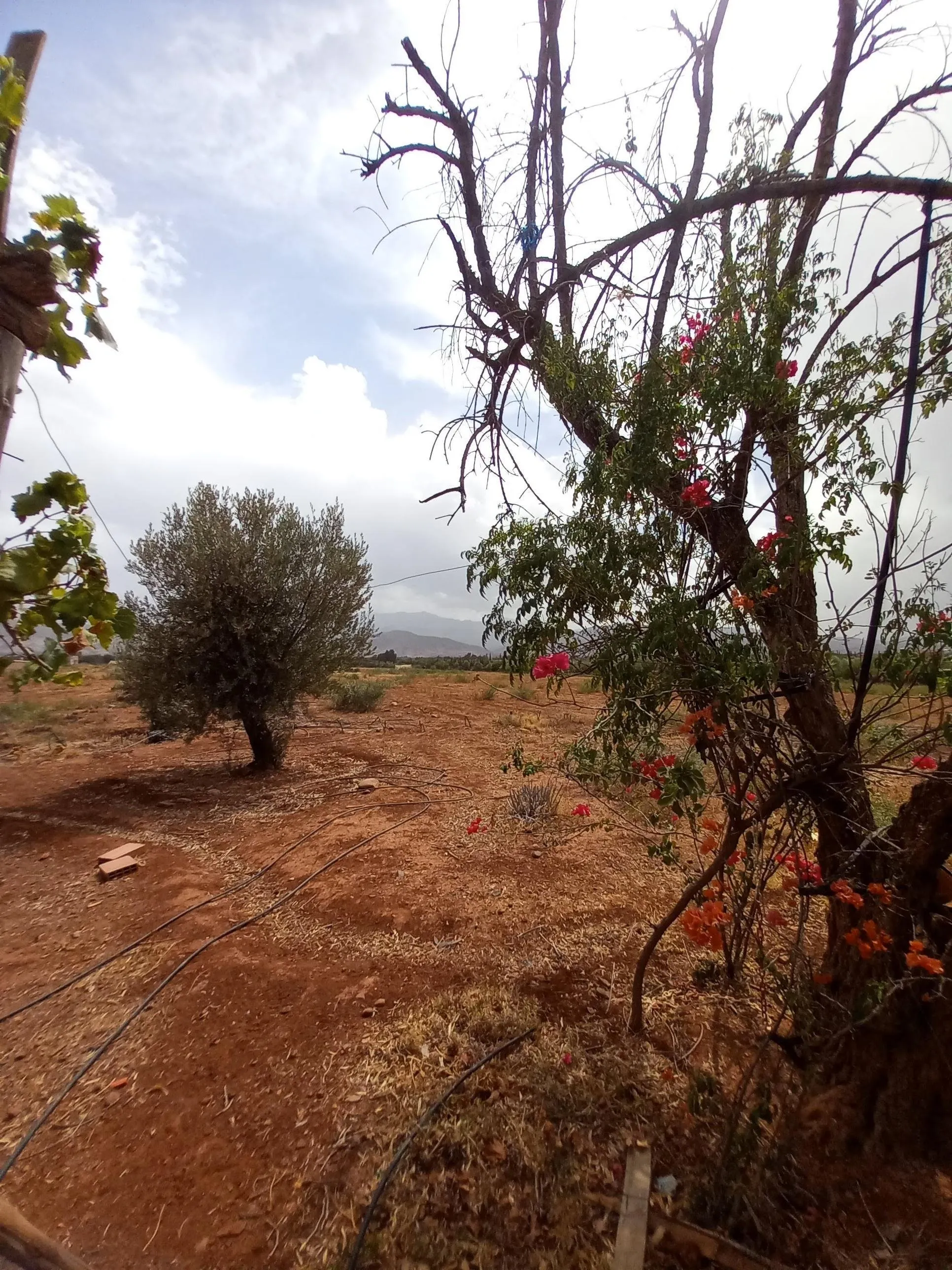 Terrain commercial titré de 5 H au pied de l'Ourika - مراكش (2)