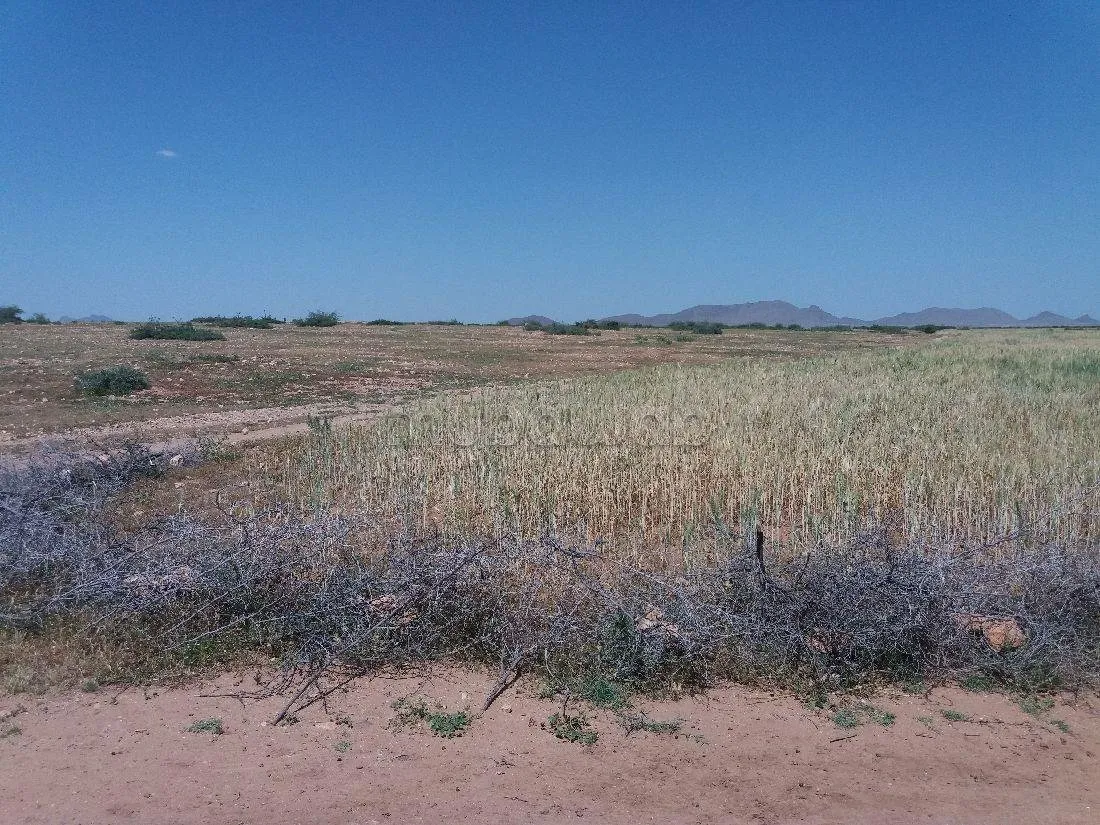 Terrain à vendre 76 hectares Borrous Marrakech - مراكش