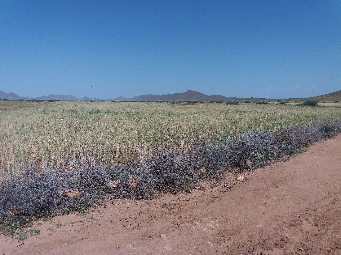 Terrain à vendre 76 hectares Borrous Marrakech - مراكش (2)