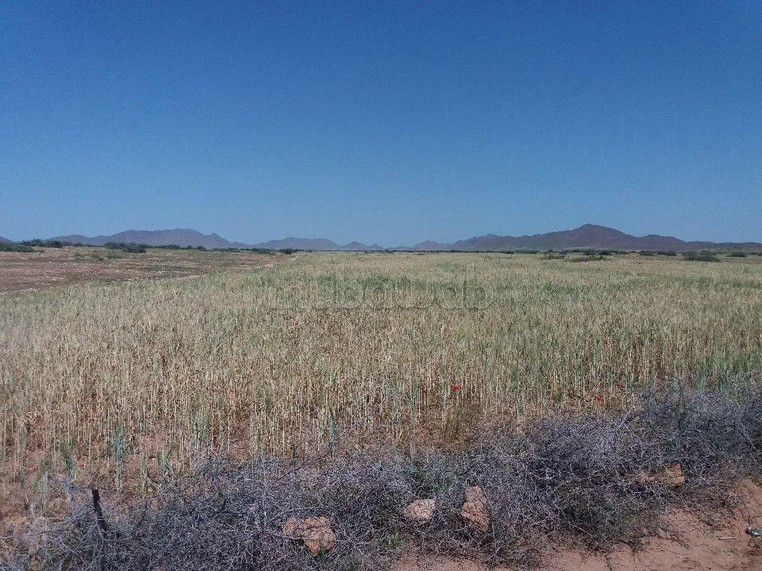 Terrain à vendre 76 hectares Borrous Marrakech - مراكش (4)