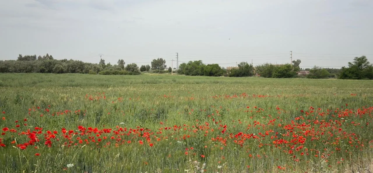 Terrain titrée à vendre 11 Hec km 35 Ait Ourire - مراكش