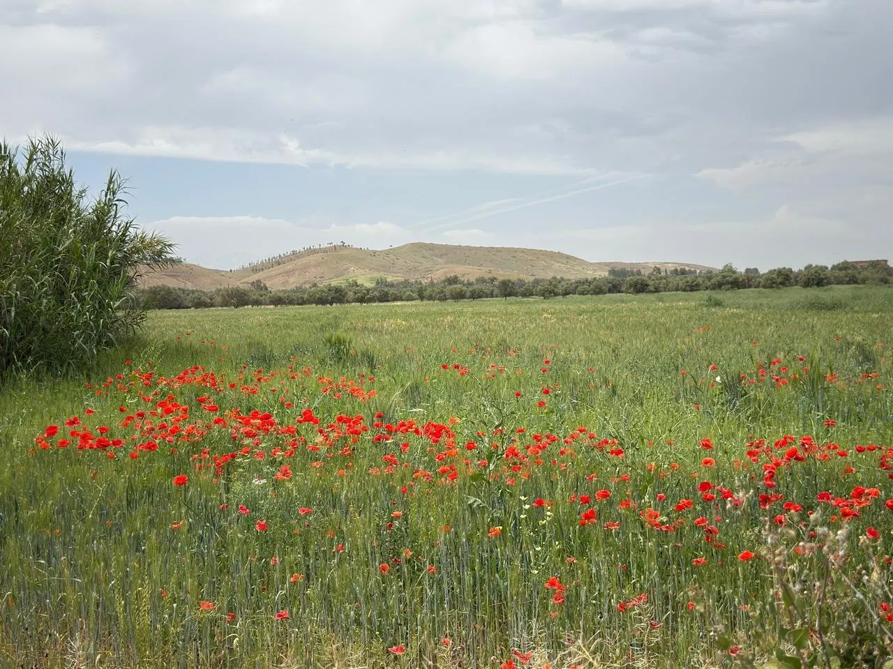 Terrain titrée à vendre 11 Hec km 35 Ait Ourire - مراكش (2)