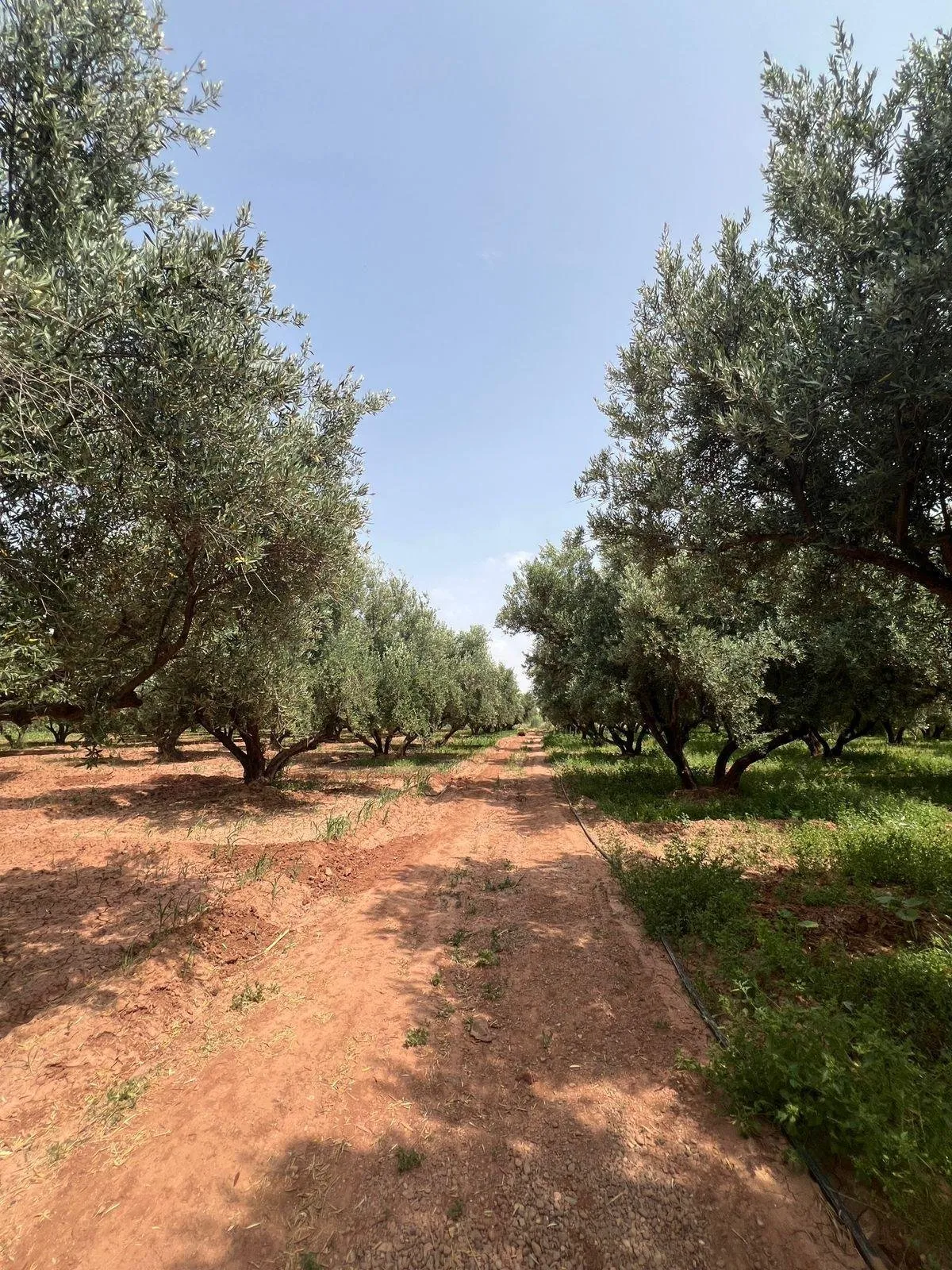 Ferme 2 hectares à vendre route de Fès Marrakech - مراكش (3)