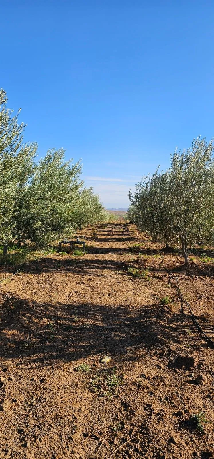 Ferme équipée de 4 hectares région de Marrakech - مراكش (2)
