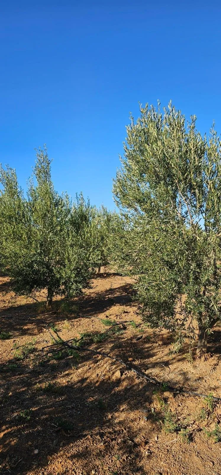 Ferme équipée de 4 hectares région de Marrakech - مراكش (3)