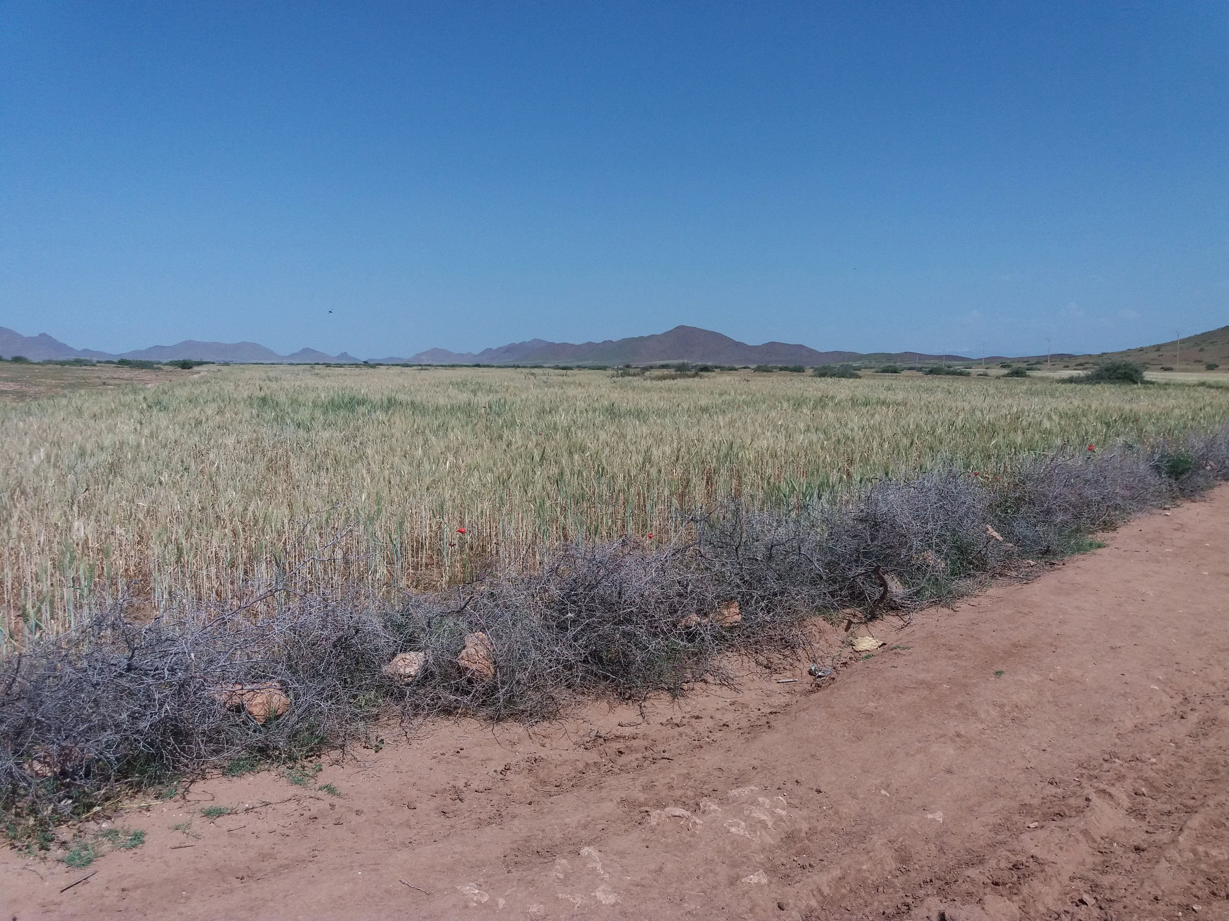 Terrain Agricole 75 hectares 4690 m² à Vendre 22 kms Marrakech - مراكش