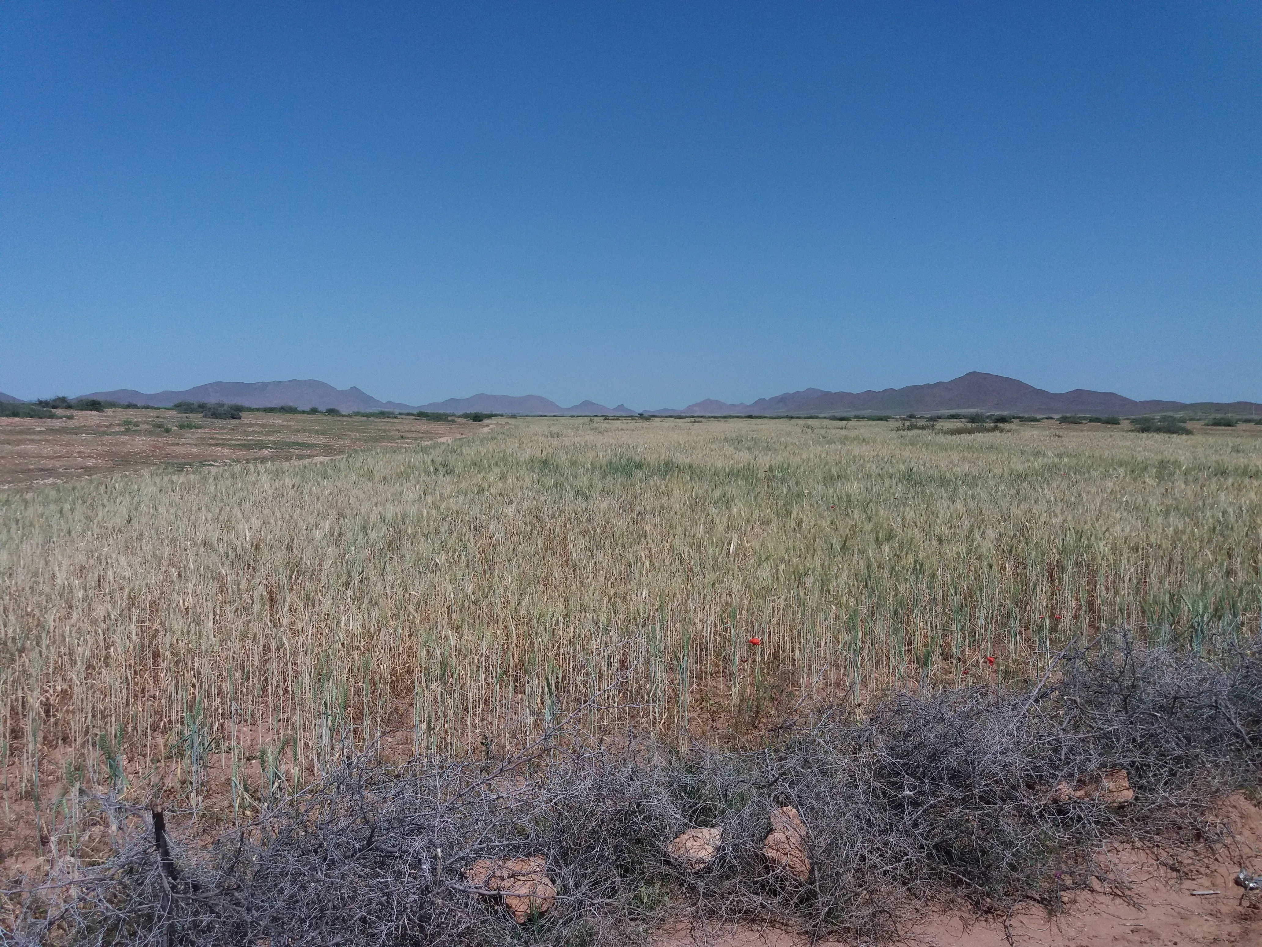 Terrain Agricole 75 hectares 4690 m² à Vendre 22 kms Marrakech - مراكش (3)