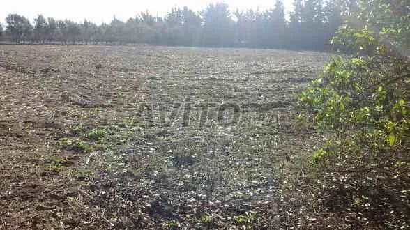 Terrain titré bien équipé 1 ha sur Benslimane - بن سليمان (2)