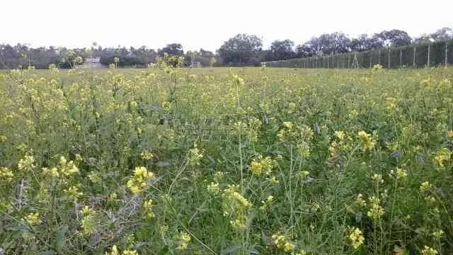 Magnifique terrain agricole 8000 m2 sur Benslimane - بن سليمان