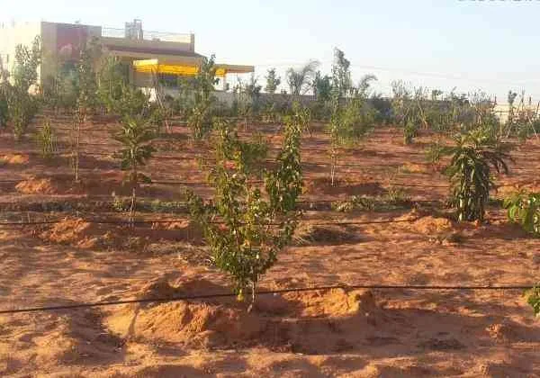 ferme de 3 hectare a sidi abderazak region tiflet - tifelt (3)