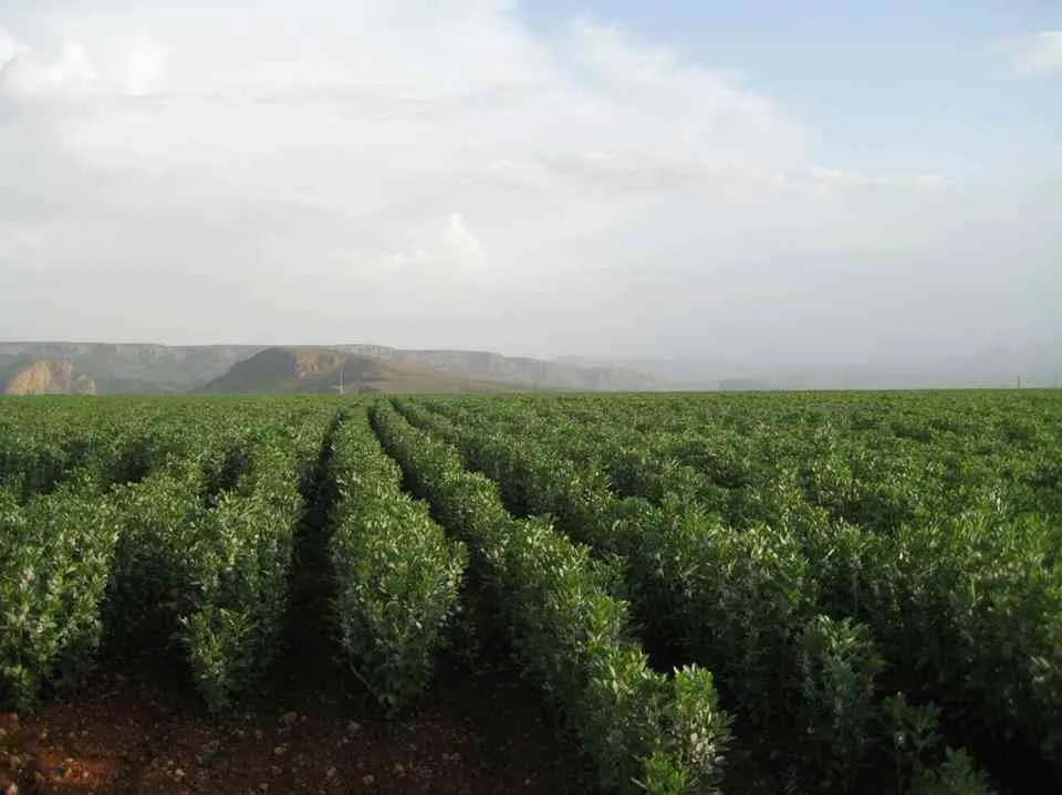 مزرعة صغيرة للبيع مساحتها الإجمالية 2250 - مديونة