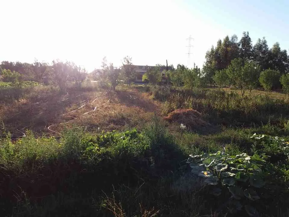 ferme a vendre - مديونة (3)