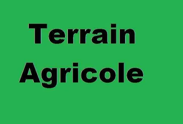 Terrain agricole a tiflet de 2 hectare - tifelt