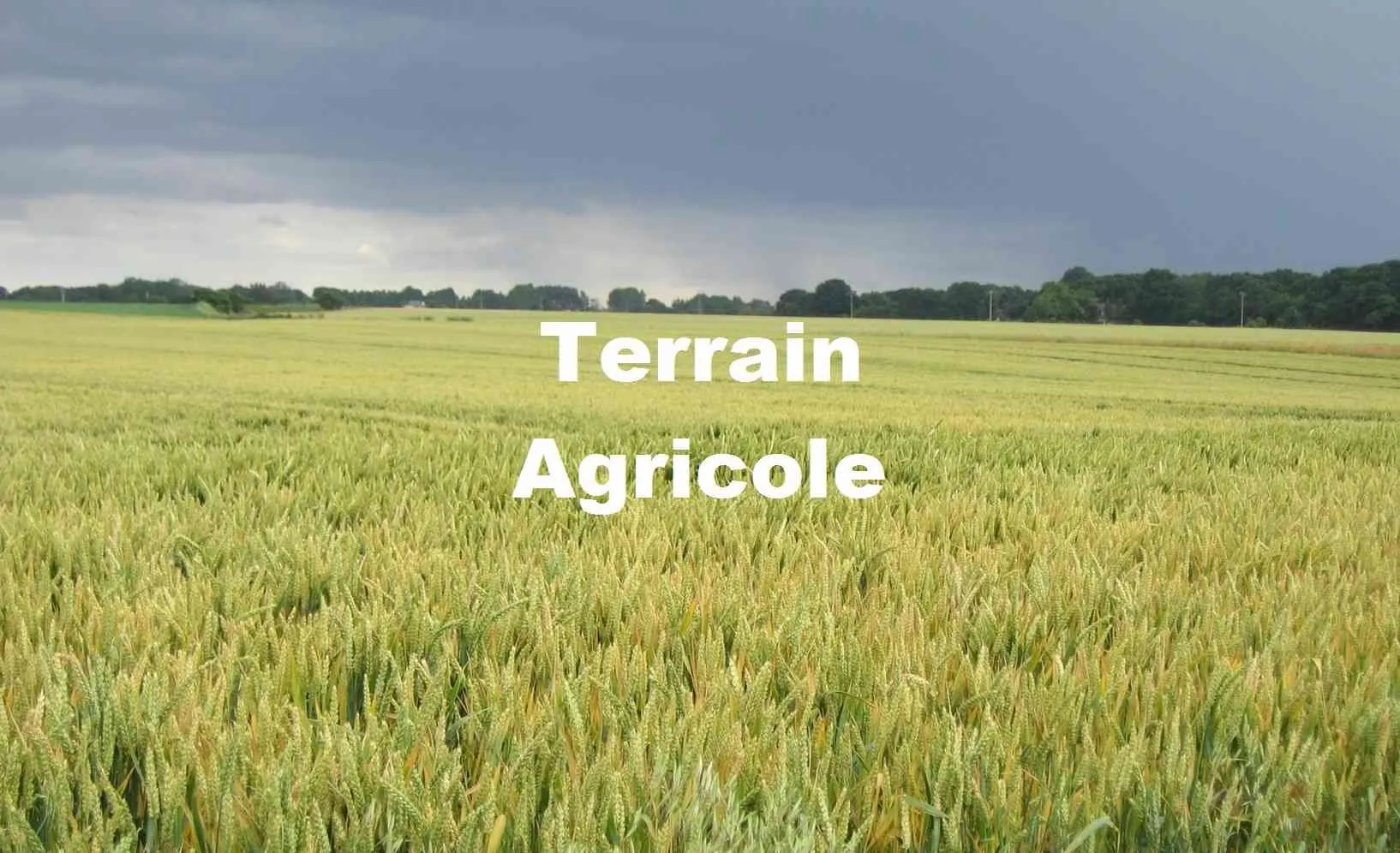 Terrain 4,5 ha à Tifelt Toute la ville - tifelt