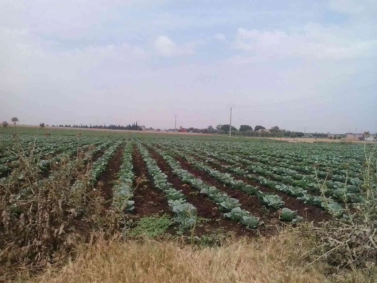 terrain agricole 52 ha  près  de  casa - الدار البيضاء (2)