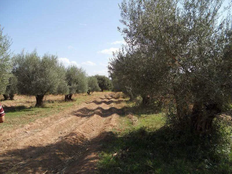 tres grande ferme a vendre de 40H - مراكش (2)