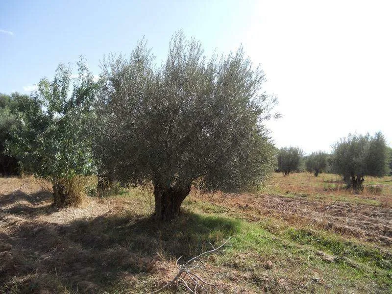 opportunité à saisir terrain de 40H a vendre - مراكش