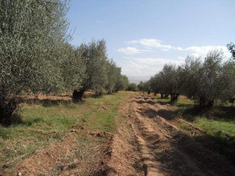 opportunité à saisir terrain de 40H a vendre - مراكش (4)