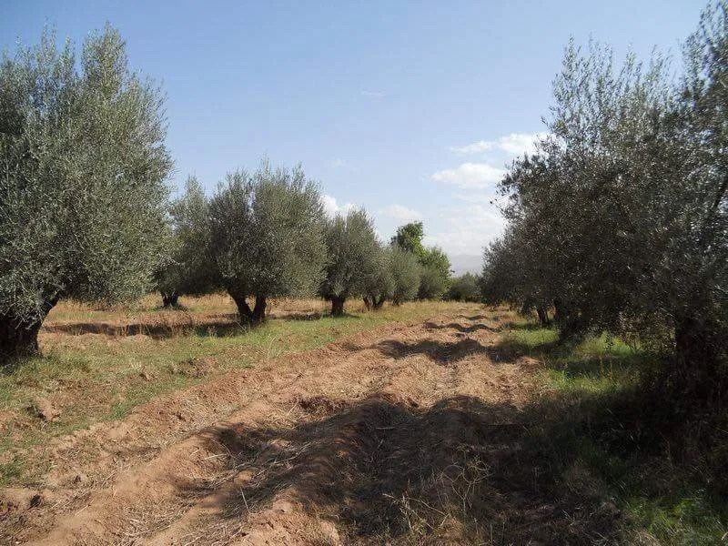 opportunité à saisir terrain de 40H a vendre - مراكش (3)