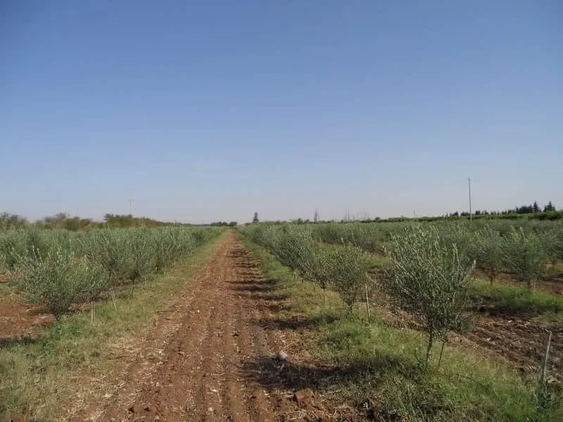 spacieux terrain de 40H a vendre - مراكش (4)