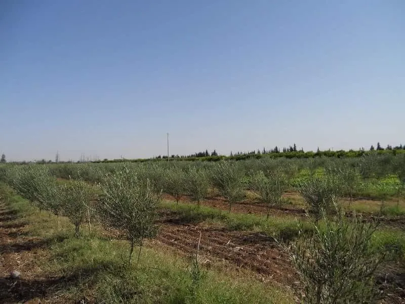 spacieux terrain de 40H a vendre - مراكش (3)