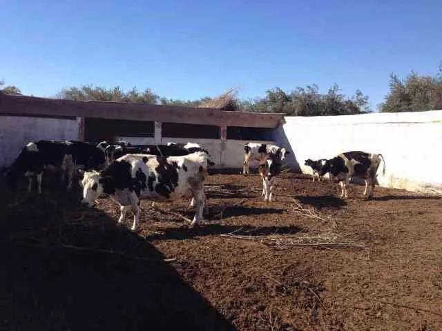 Ferme de 5ha à Marrakech - مراكش