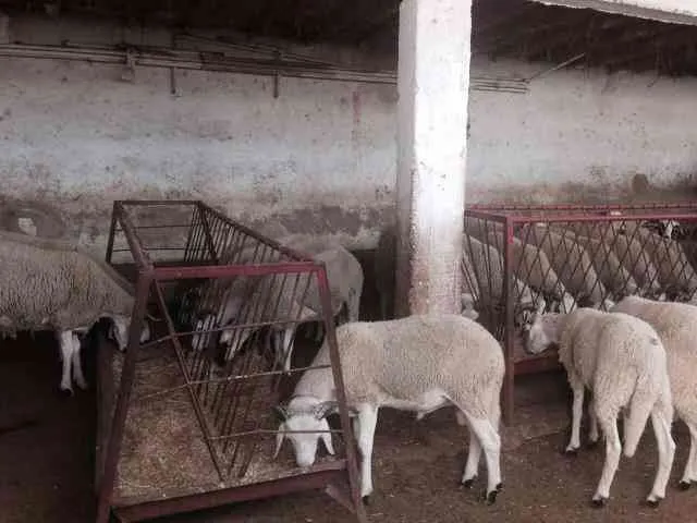 Ferme de 5ha à Marrakech - مراكش (3)