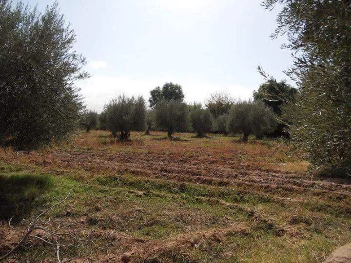 tres grande ferme de 40H a vendre - مراكش