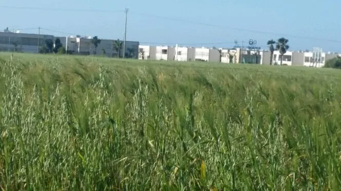 Terrain à vendre - سيدي رحال
