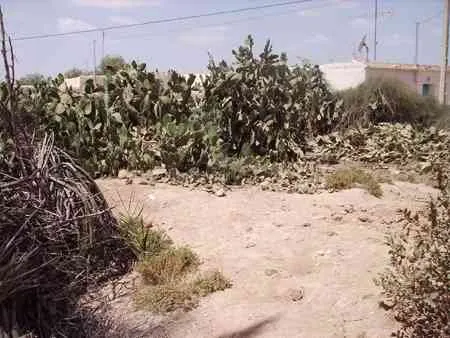 A Vendre Terrain Titré à taroudant - تارودانت