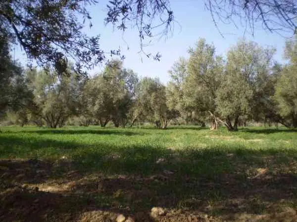 Terrain 12500 m2 zone urbaine Taroudant - تارودانت